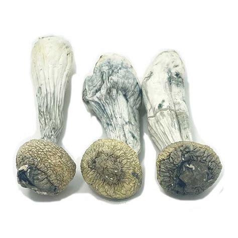 Buy albino penis envy mushrooms online