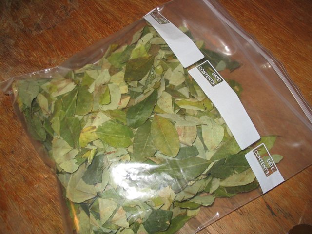 Coca-Leaves-for-Sale.jpg