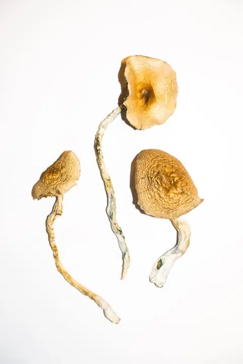Golden-Teacher-–-Magic-Mushrooms-1.webp