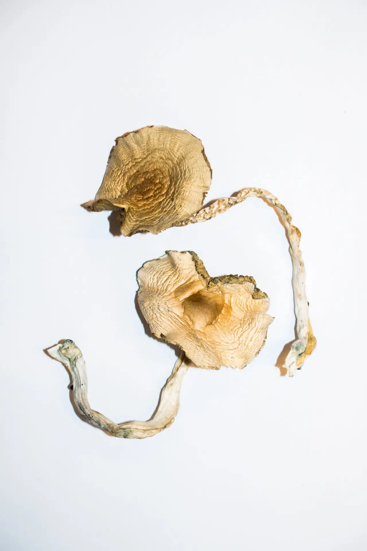 Golden-Teacher-–-Magic-Mushrooms-2-scaled-1.webp