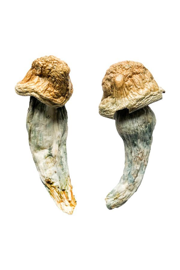 Penis-Envy-XL-Magic-Mushrooms-600x900-1.jpg