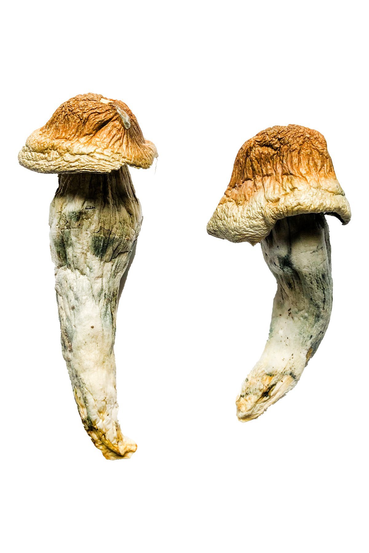 penis-envy-xl-shrooms-1.jpg