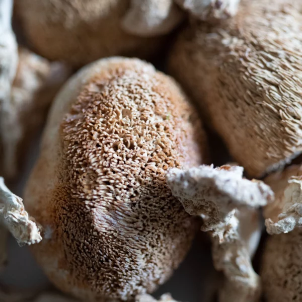 Stay-Wyld-Organics-Lions-Mane-Mushroom-Capsules-Ingredients-600x600-1.webp