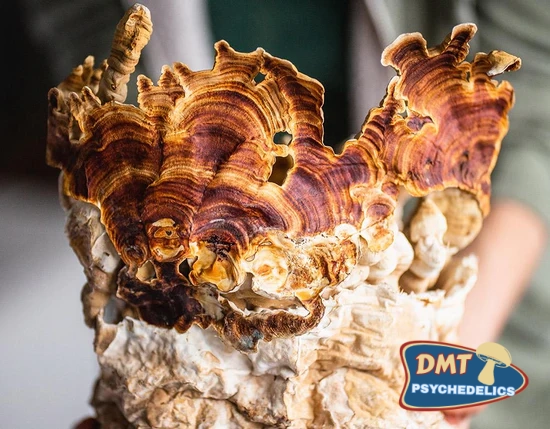 Stay-Wyld-Organics-Reishi-Mushroom-Powder-Ingredients.webp