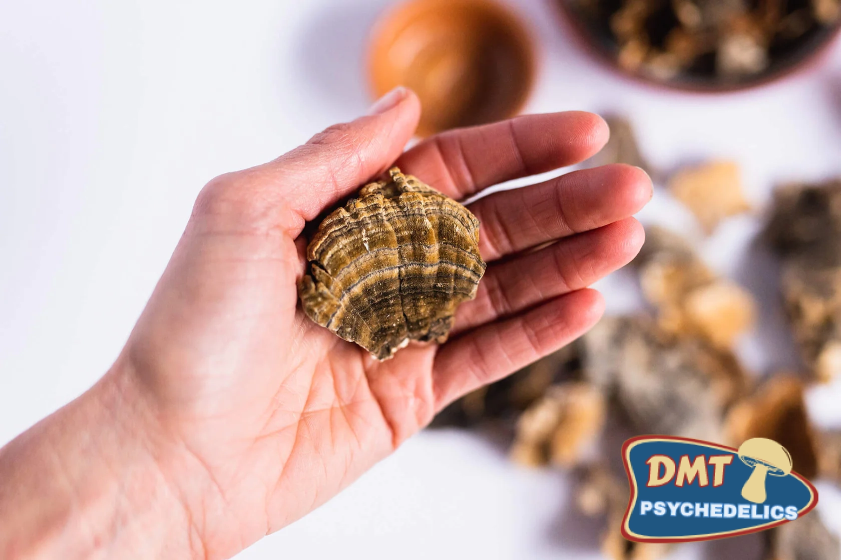 Stay-Wyld-Organics-Turkey-Tail-Capsules-Product-in-hand.jpg.webp